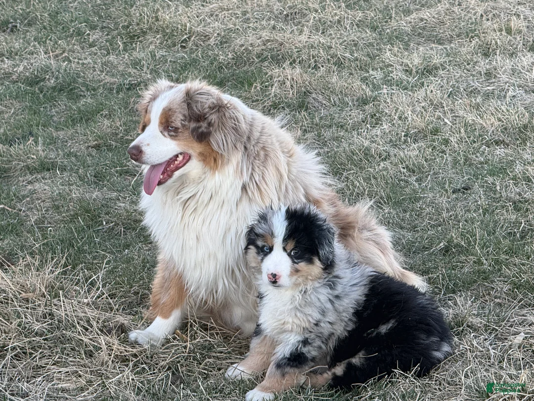 Miniature Australian Shepherd dogs for sale: Proud  - Ad 2