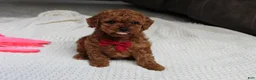 Toy Poodle dogs for sale: Tony - Ad 4