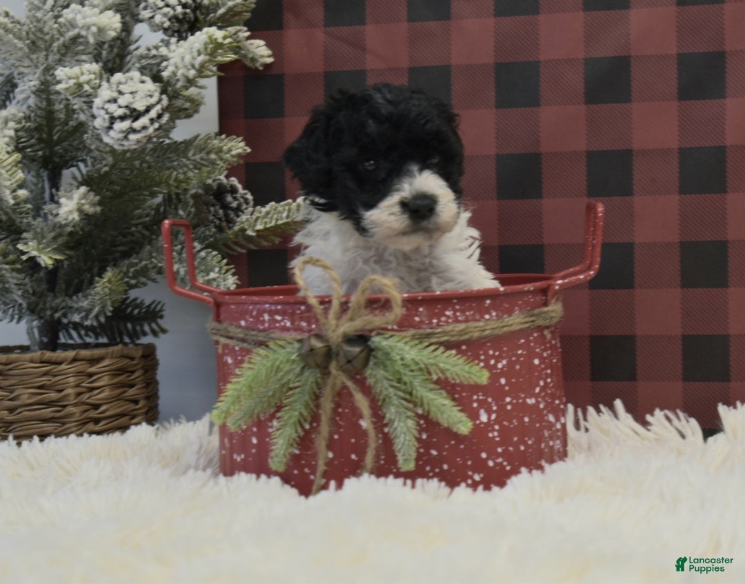 Miniature Poodle dogs for sale: Mason - Ad 4