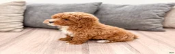 Miniature Poodle dogs for sale: Archie - Ad 5