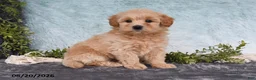 Havapoo dogs for sale: Beacon - Ad 3