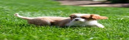 Cavalier King Charles Spaniel dogs for sale: Arlan Cavalier King Charles Spaniel Puppy  - Ad 4