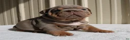 English Bulldog dogs for sale: Becca - Ad 9