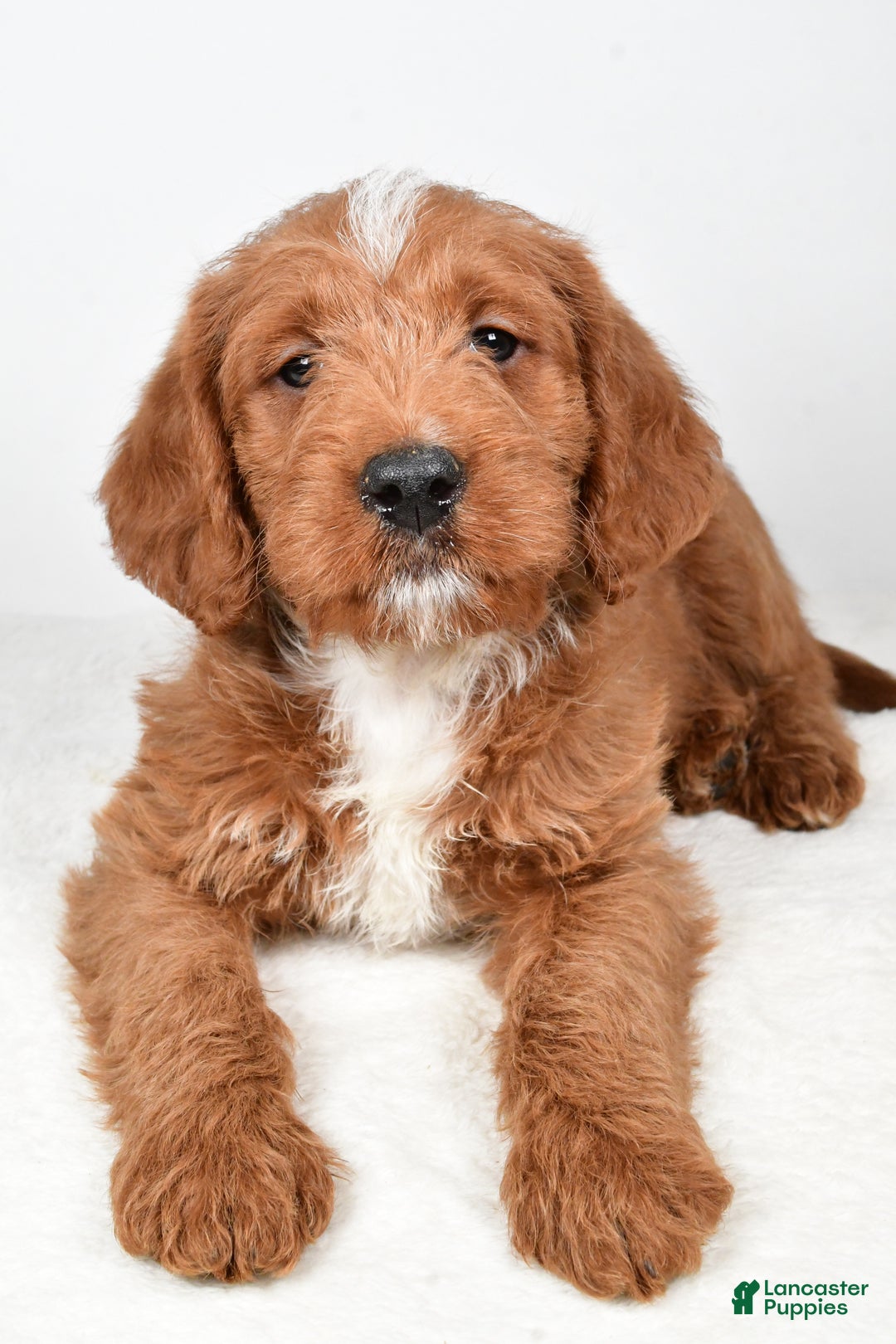 Labradoodle dogs for sale: Nacho - Ad 4