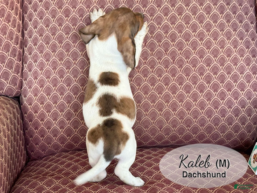 Dachshund dogs for sale: Kaleb - Ad 5