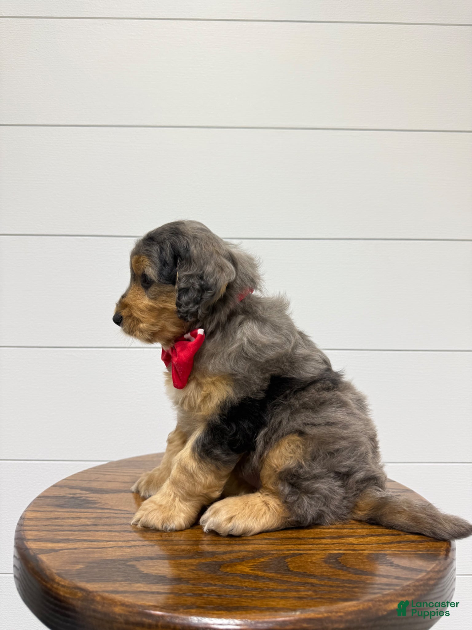 Mini Goldendoodle dogs Max 🐶😘 - Ad 2