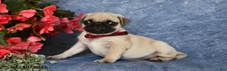 Pug dogs for sale: Butch - Ad 4