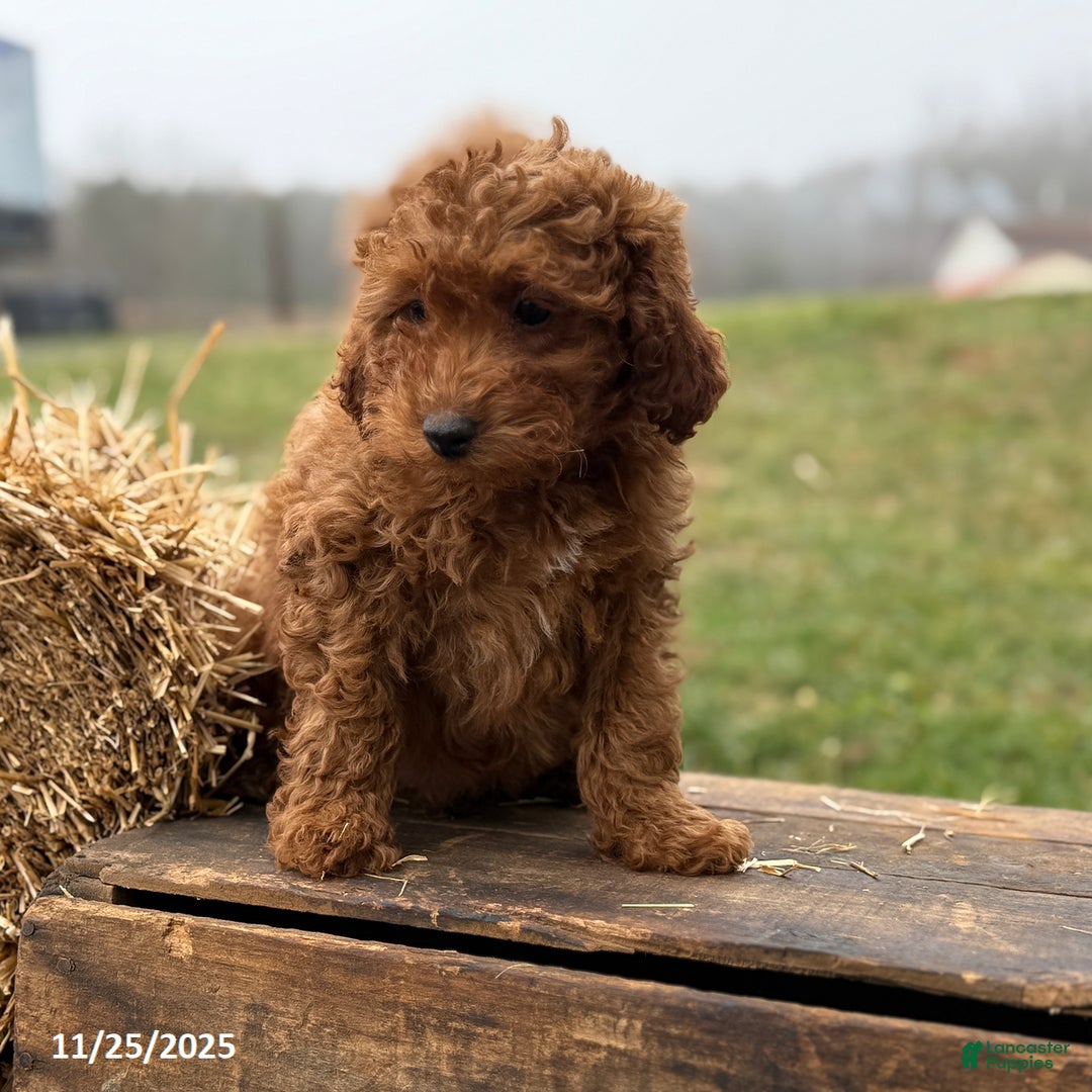 Irish Doodle dogs for sale: Fynn - Ad 7