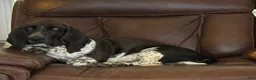 Basset Hound dogs for sale: Rocky - Ad 2