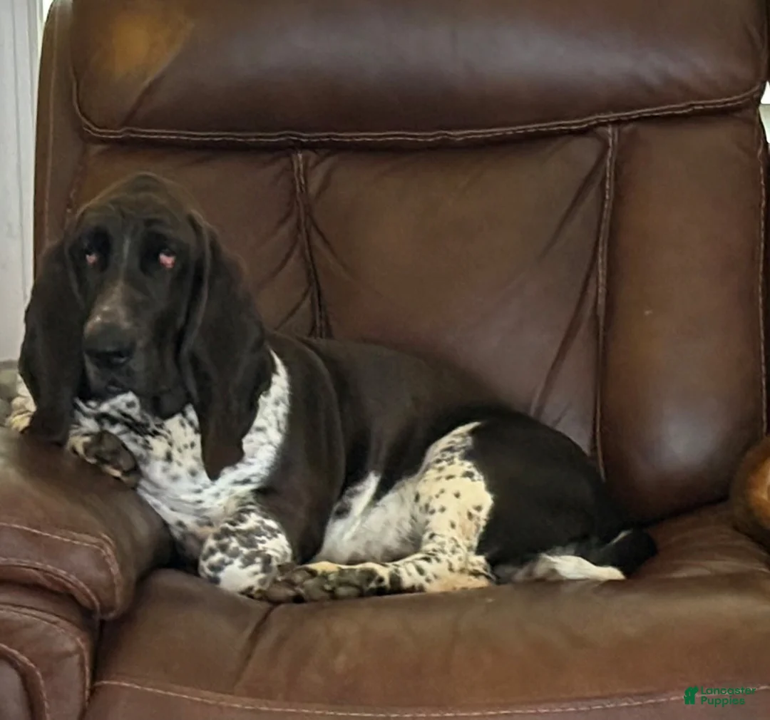 Basset Hound dogs for sale: Rocky - Ad 2