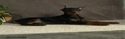 Doberman Pinscher dogs for sale: Domanic - Ad 5