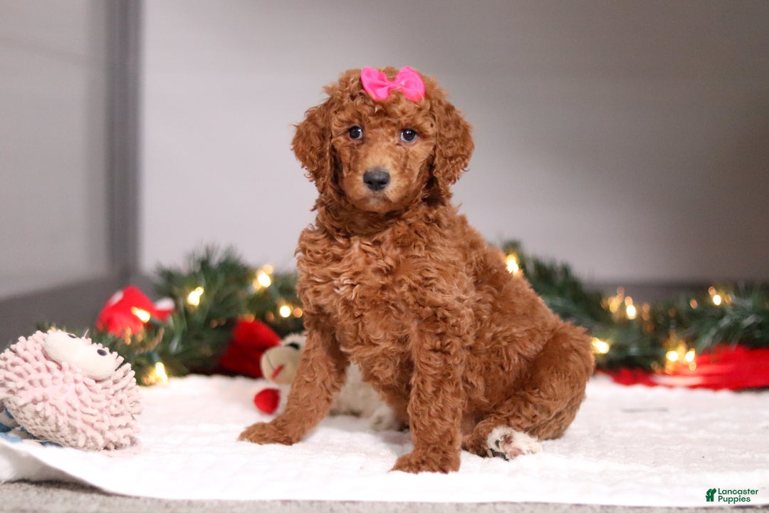 Standard Poodle dogs for sale: Lainey - Ad 2