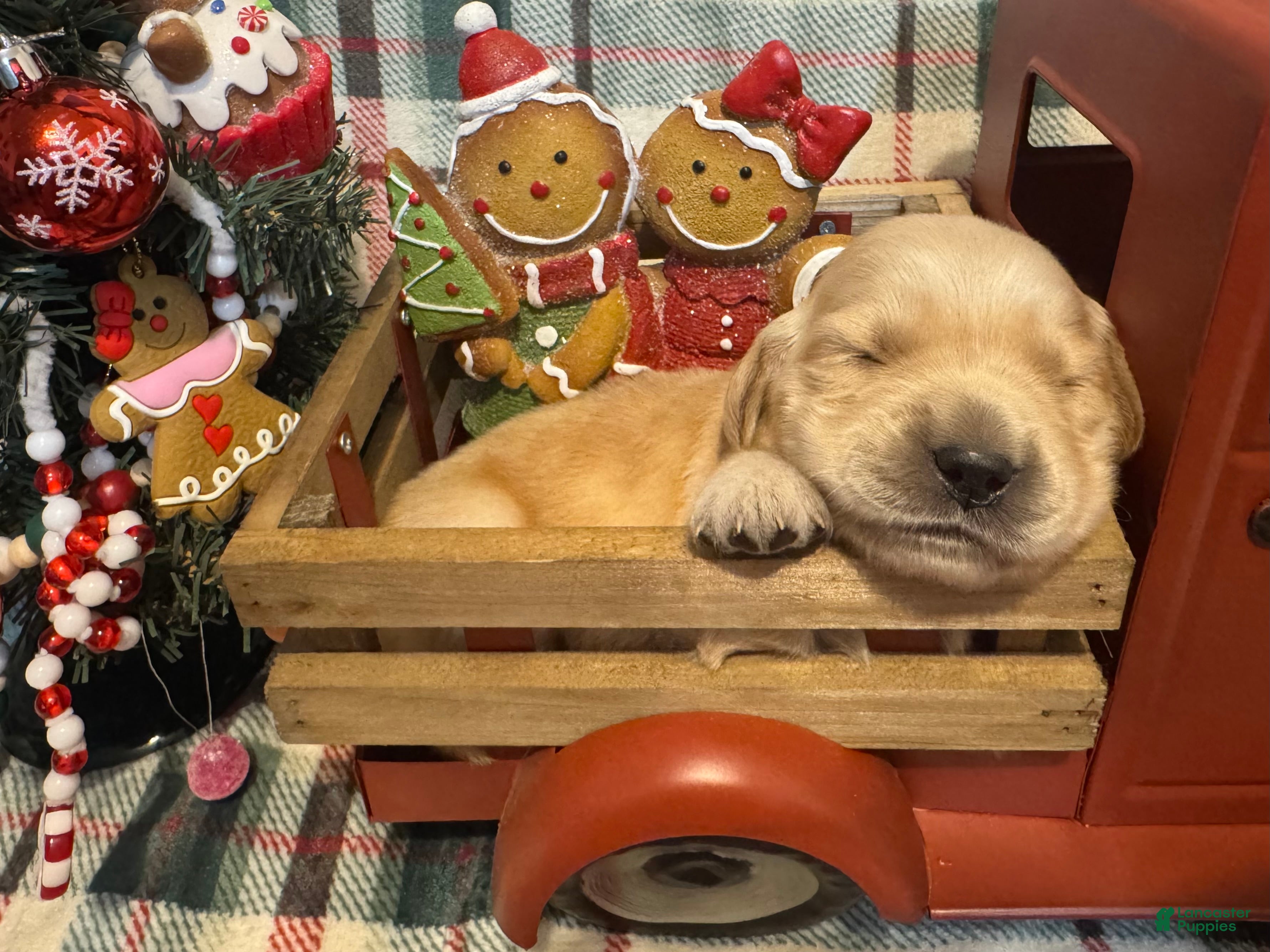 Golden Retriever dogs Eve - Ad 31