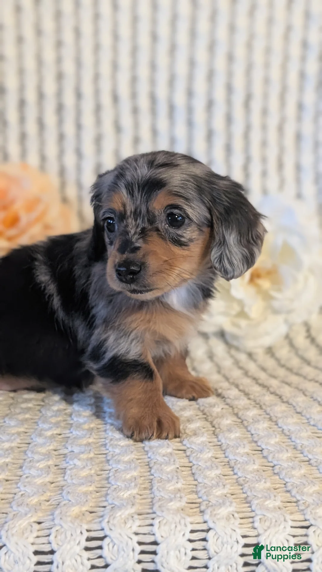 Miniature Dachshund dogs for sale: Lucy - Ad 6