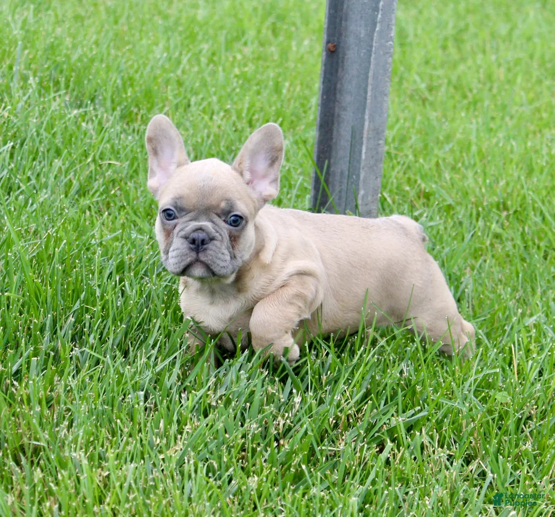 French Bulldog dogs for sale: Sheri - Ad 6