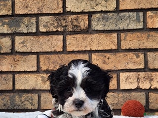 Havapoo dogs - Ad 31