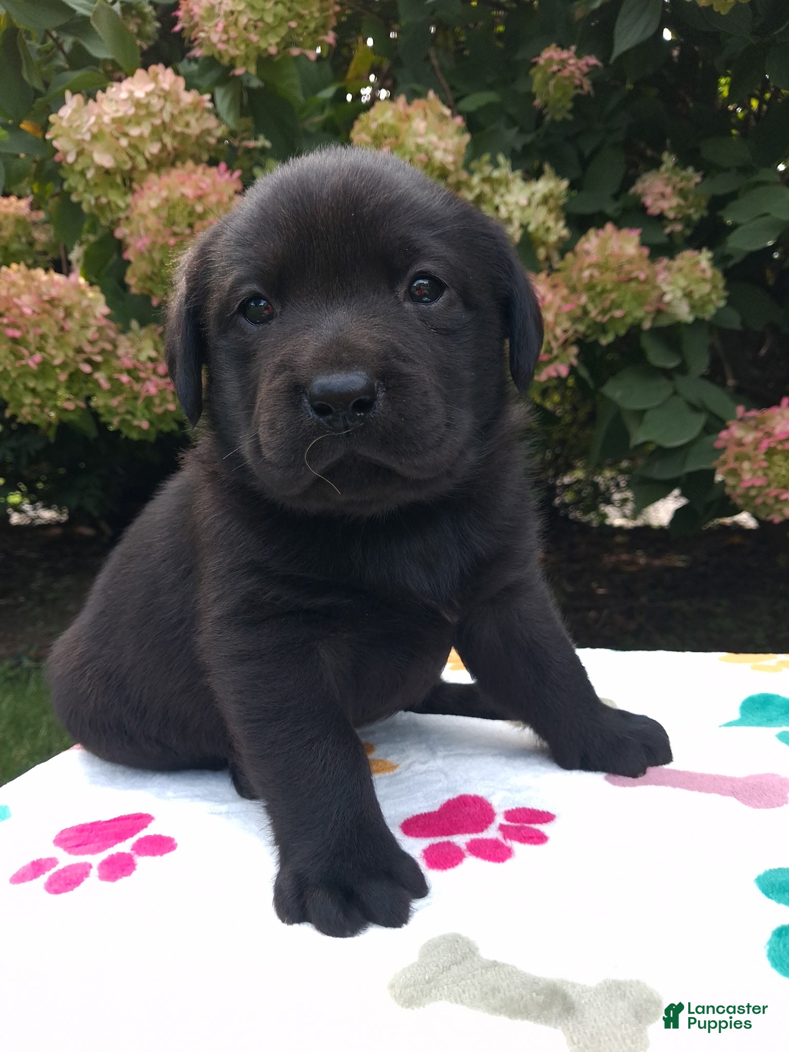 Labrador Retriever dogs Navy - Ad 1