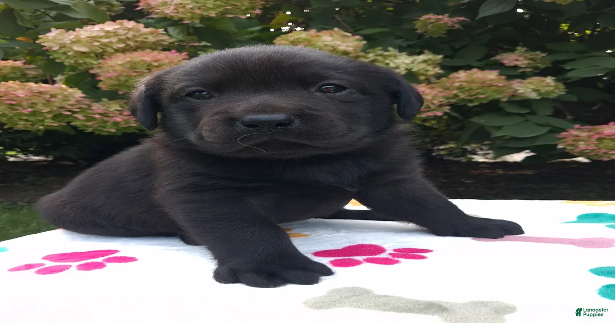 Labrador Retriever Puppies for sale in Holley, New York | Lancaster Puppies