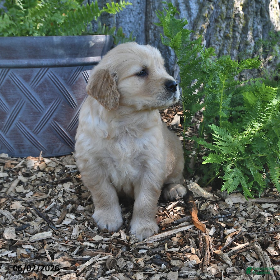 Golden Retriever dogs for sale: Cooper - Ad 4