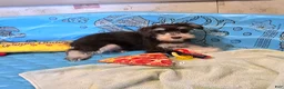 Miniature Schnauzer dogs for sale: Sherlock - Ad 5