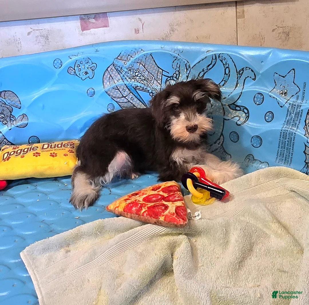 Miniature Schnauzer dogs for sale: Sherlock - Ad 5