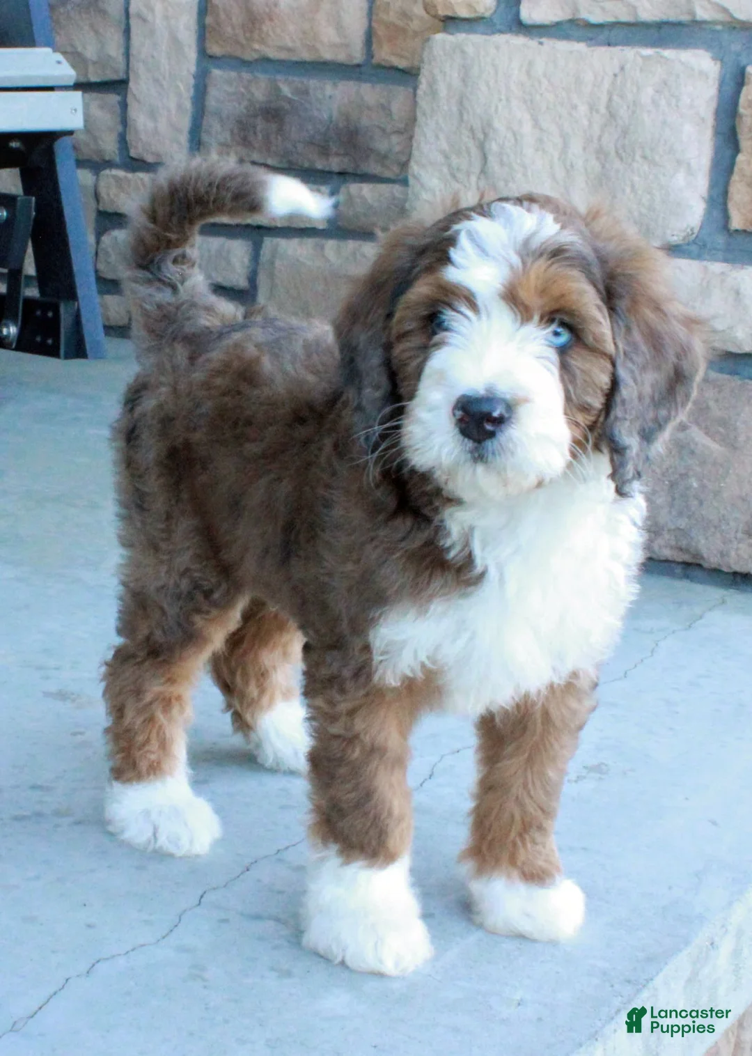 Bernedoodle dogs for sale: Max  - Ad 1
