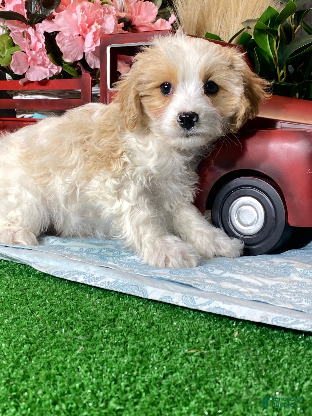 Cavapoochon dogs for sale: Viper  - Ad 4