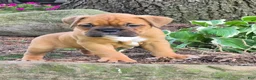 Boxer dogs for sale: Maggie - Ad 3