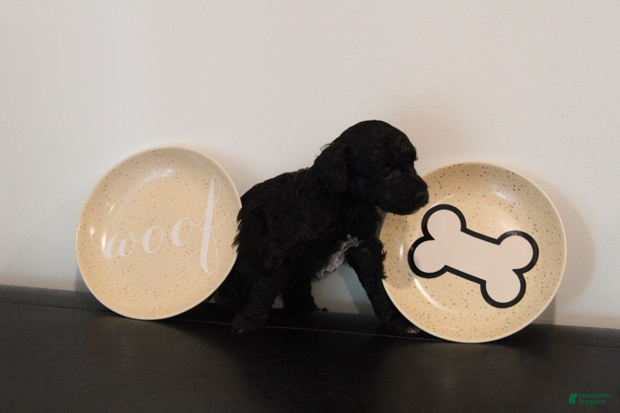 Mixed Breed dogs Black Abstract Male - Ad 2
