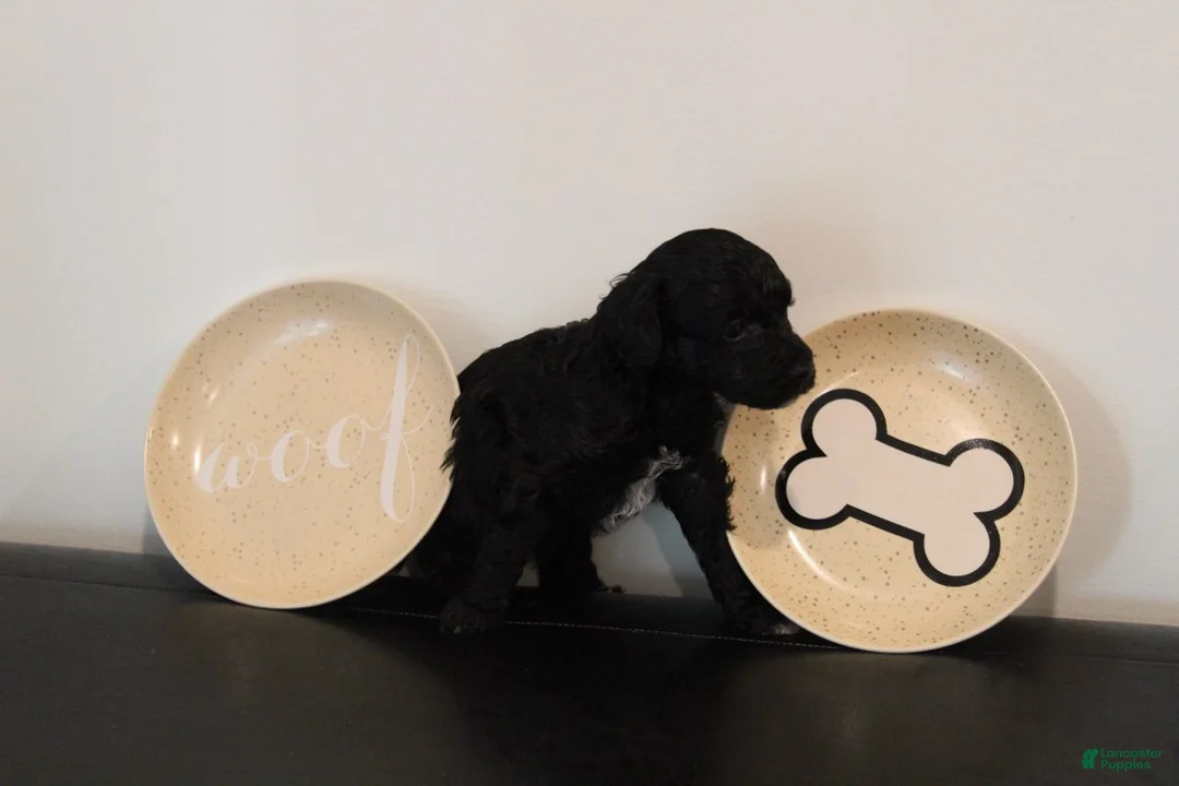 Mixed Breed dogs for sale: Black Abstract Male - Ad 2