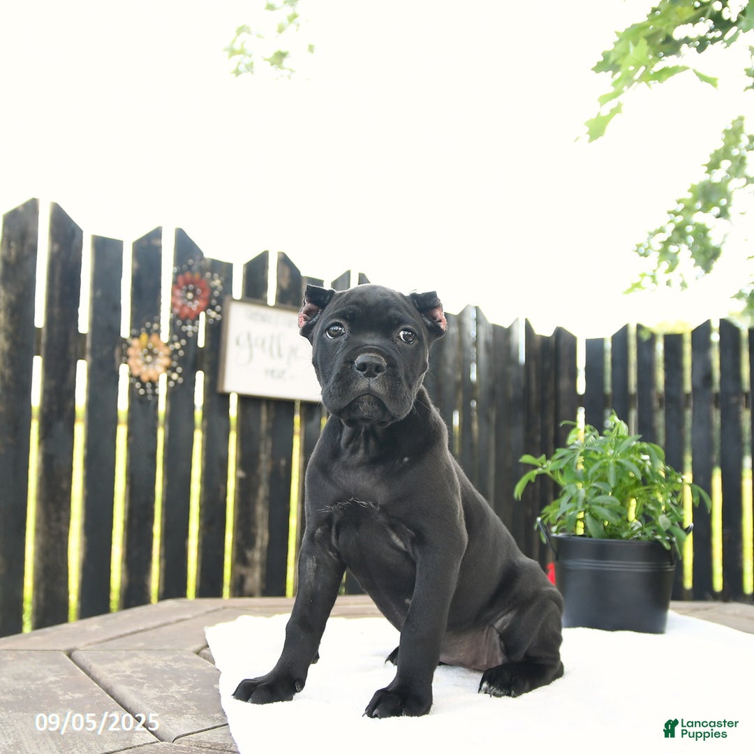 Cane Corso dogs for sale: Molly - Ad 6