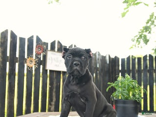 Cane Corso dogs - Ad 10