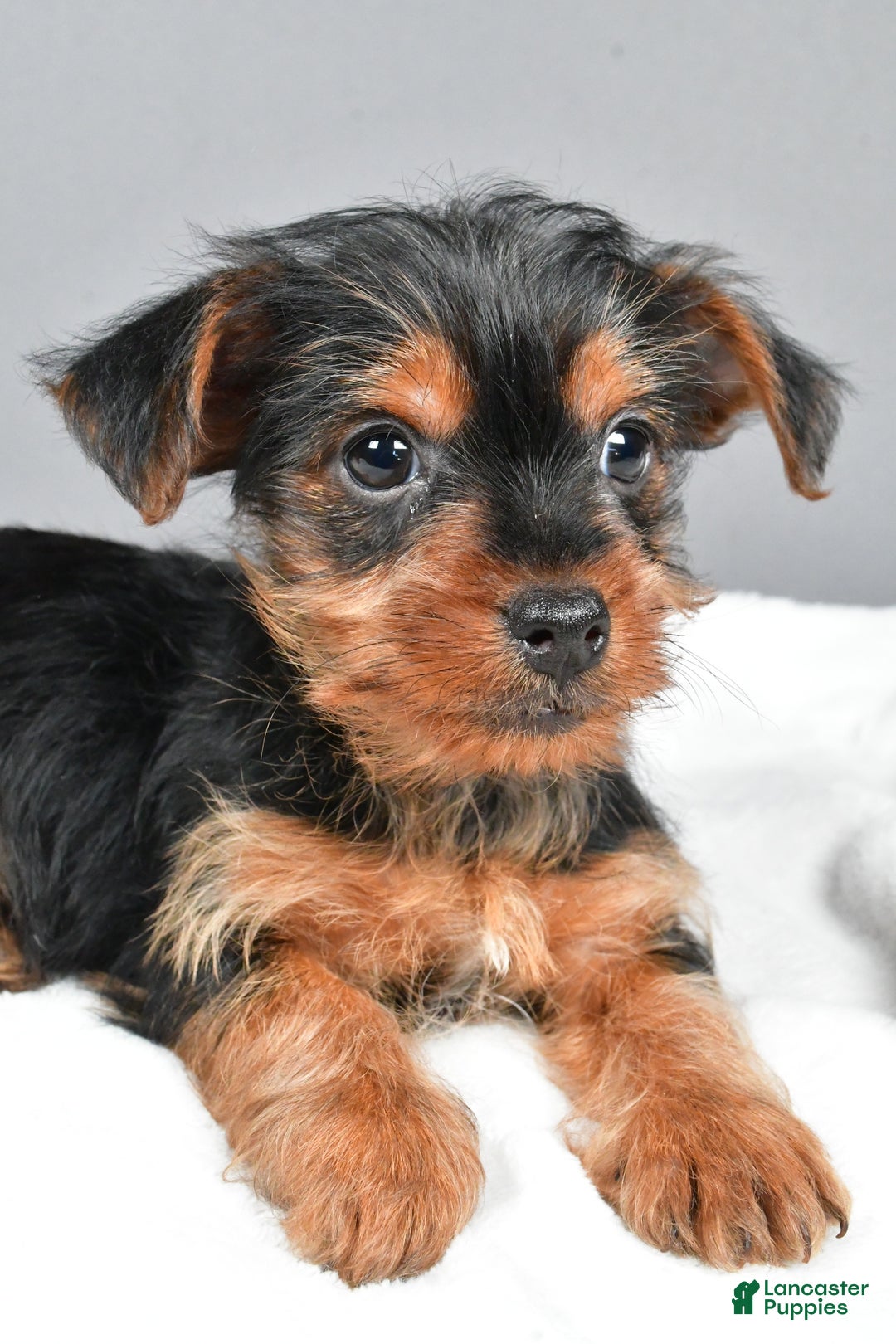 Yorkshire Terrier dogs for sale: Markie - Ad 5