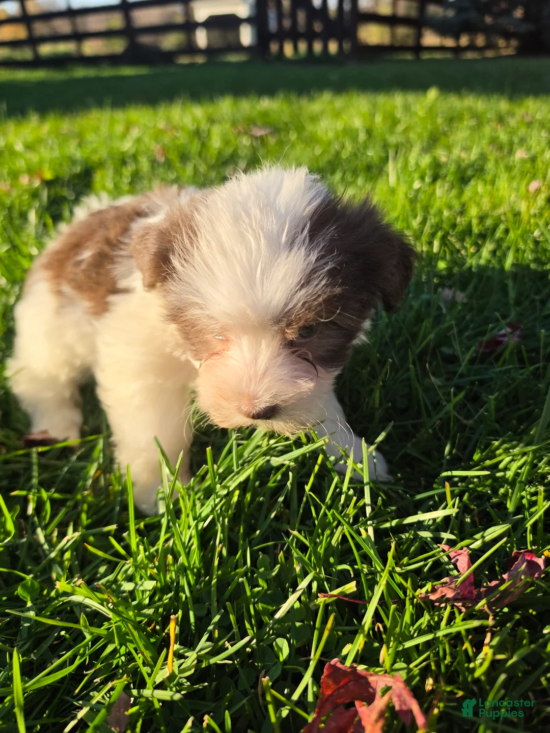 Havanese dogs for sale: Havanese 26105-04 (Female) - Ad 4