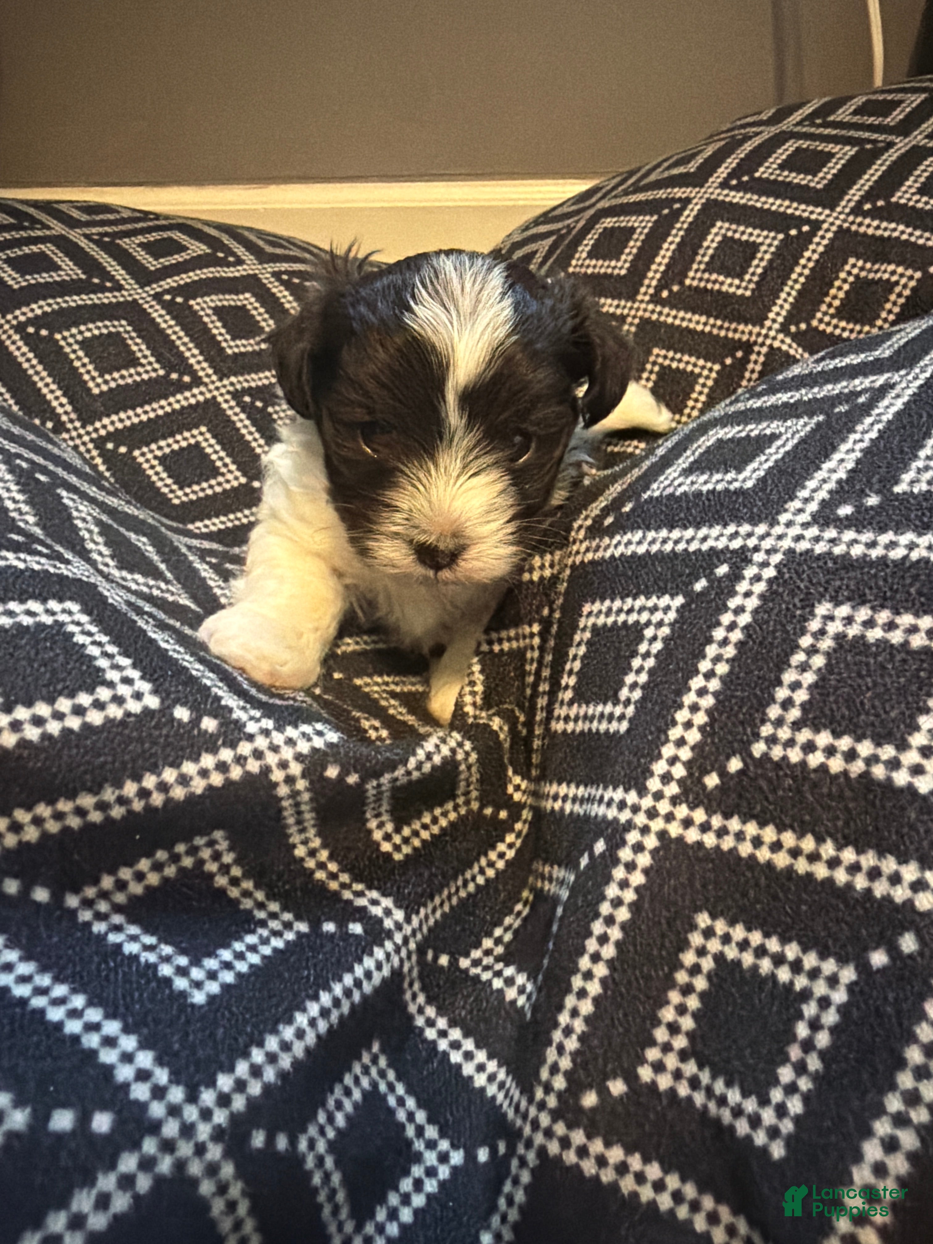 Havanese dogs Havanese Puppy 2 - Ad 28