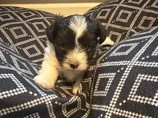 Havanese dogs Havanese Puppy 2 - Ad 19