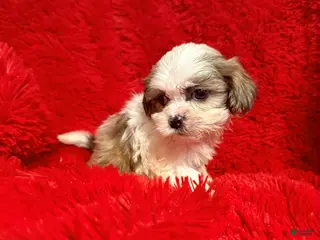 Malshi dogs Vivvy - Ad 5