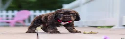Cocker Spaniel dogs for sale: Anna - Ad 5