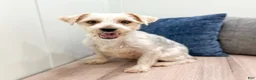 Yorkiepoo dogs for sale: Oreo - Ad 9