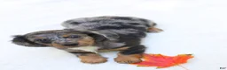 Miniature Dachshund dogs for sale: Sonny - Ad 9
