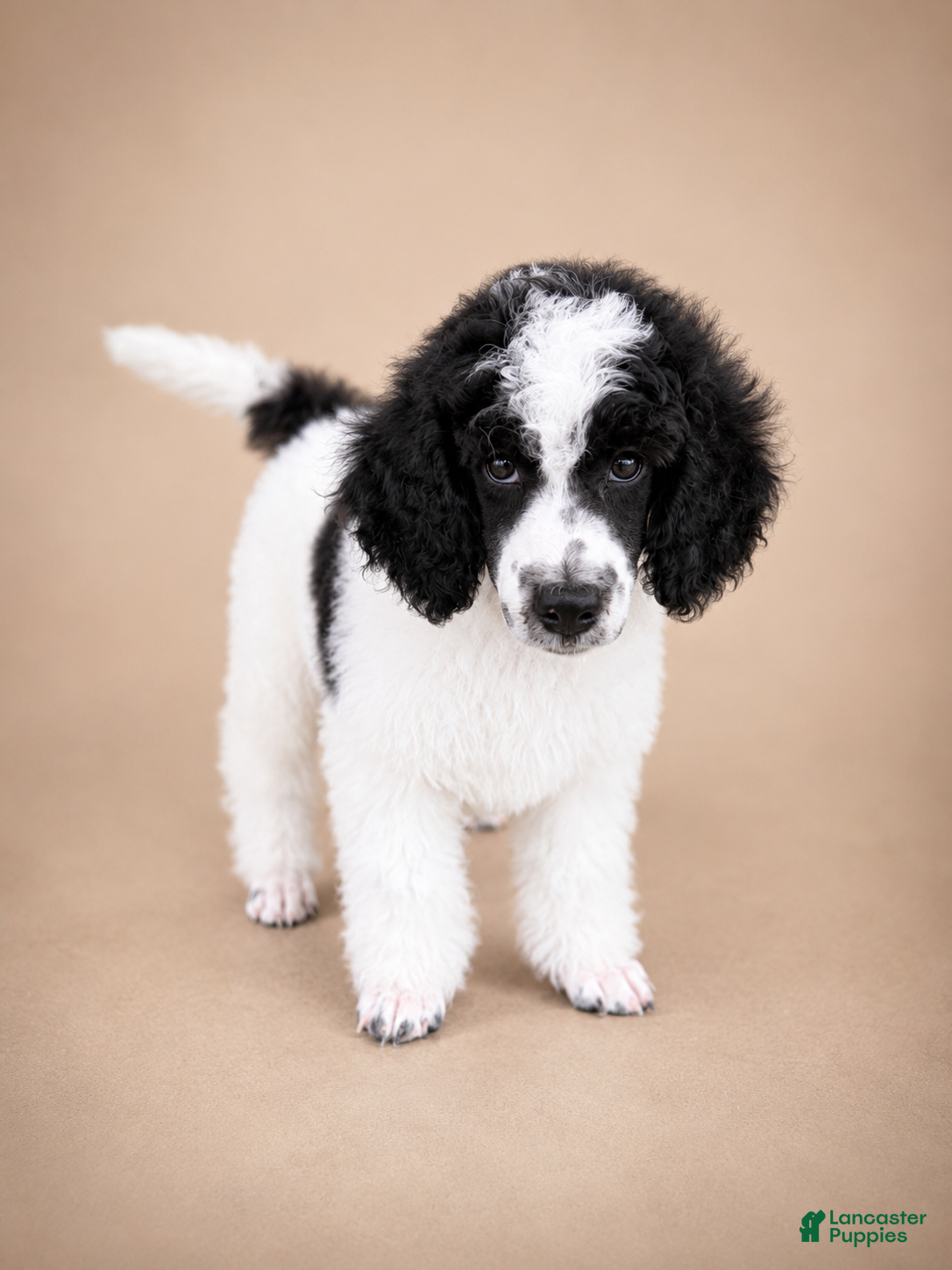 Miniature Poodle dogs Tank - Ad 1