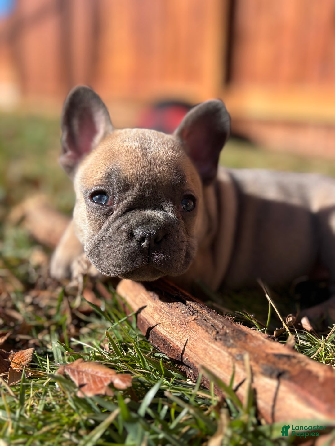French Bulldog dogs for sale: Rosalita - Ad 1