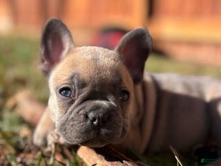 French Bulldog dogs Rosalita - Ad 17