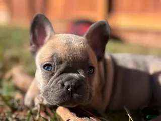 French Bulldog dogs Rosalita - Ad 2