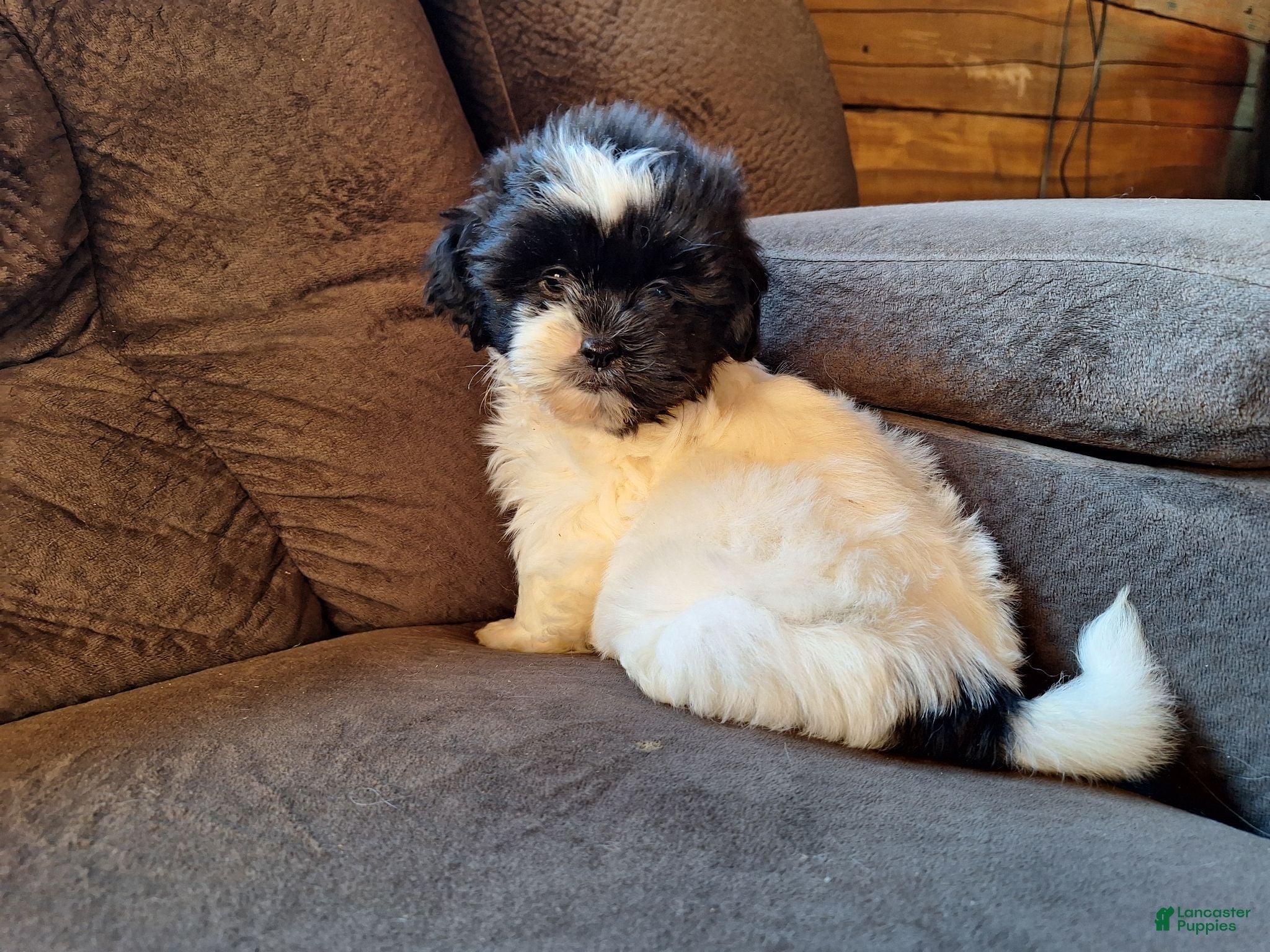 Teddy Bear dogs for sale: Rosie - Ad 4