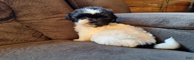 Rosie