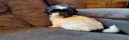 Teddy Bear dogs for sale: Rosie - Ad 1