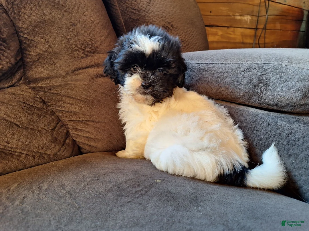Teddy Bear dogs for sale: Rosie - Ad 1