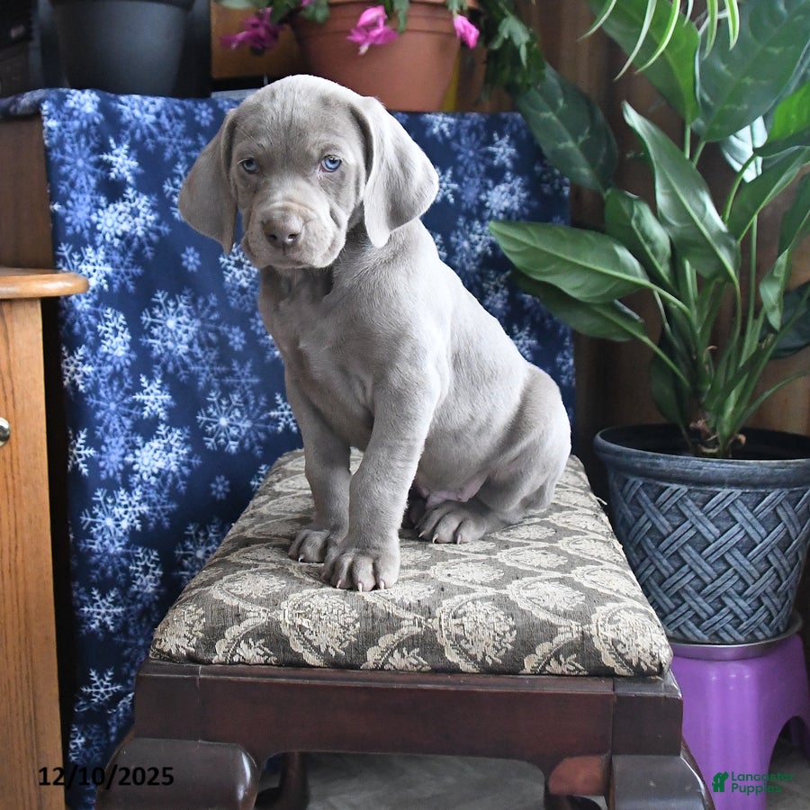 Weimaraner dogs Dozer - Ad 6