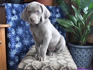 Weimaraner dogs Dozer - Ad 5